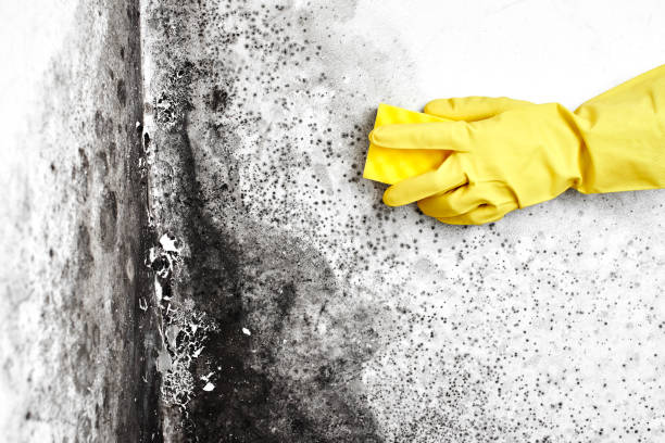 Best Asbestos and Lead Testing During Mold Inspection  in Oakwood, OH
