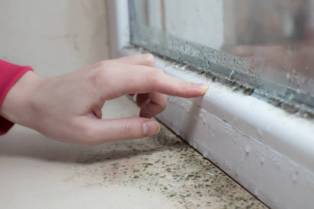 Best Environmental Consulting for Mold Prevention  in Oakwood, OH